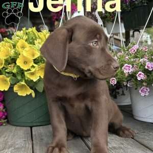 Jenna, Chocolate Labrador Retriever Puppy